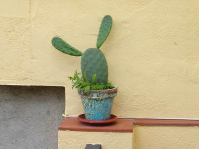 cactus
