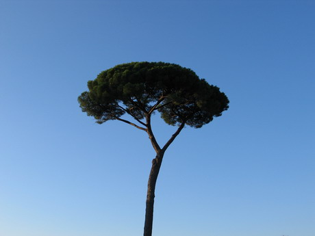 arbre