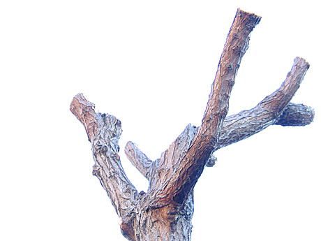 arbre