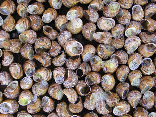 caracoles