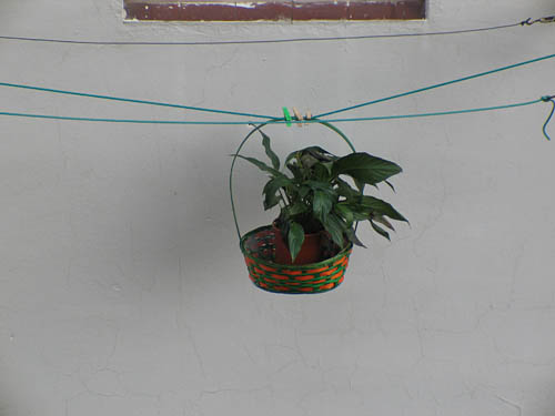 hanging plant