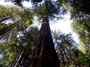 baldiri : sequoia : BALDIRI07053001.jpg