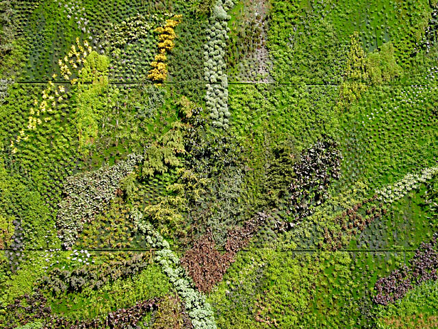 baldiri : garden wall : baldiri08022701.jpg