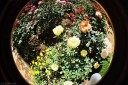 baldiri : spring fisheye : baldiri09060801