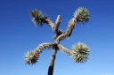 baldiri : joshua tree helix : baldiri09092101