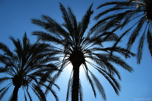 baldiri : anaheim palms : baldiri101013