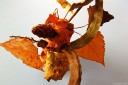 baldiri : arbre de tardor : baldiri101206