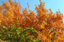 baldiri : fall colors over charles river