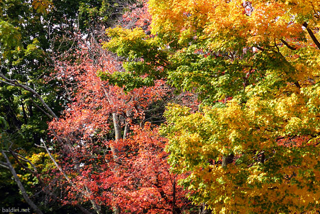 baldiri : boston fall colors