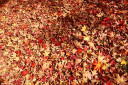baldiri : red leaves