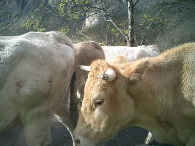 vaques pirenaiques