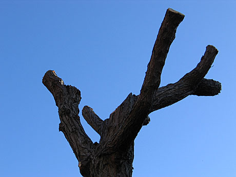 BALD04120502.jpg