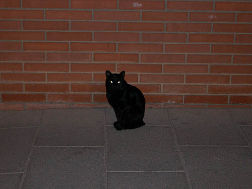 otro lindo gatito