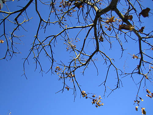 BALDIRI05123001.jpg