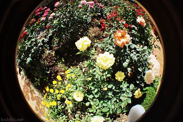 baldiri : spring fisheye : baldiri09060801