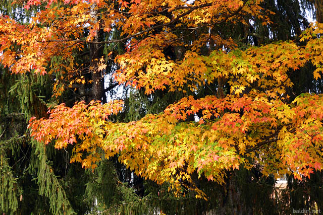 baldiri : mount auburn fall